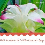 “La especia de la vida” Cúcurma Longa